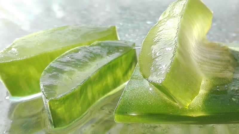Aloe Vera Succulent