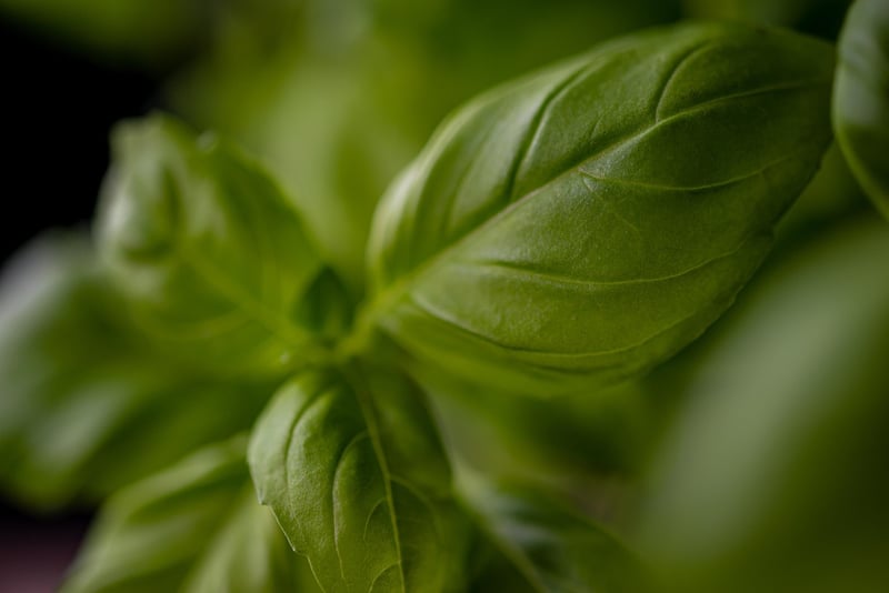 Cilantro