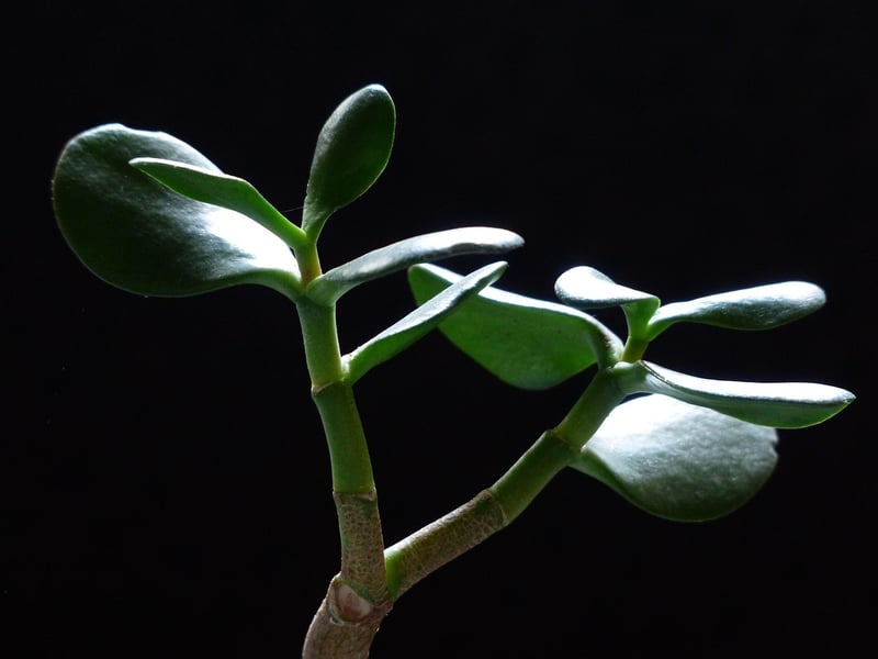 Crassula Succulent
