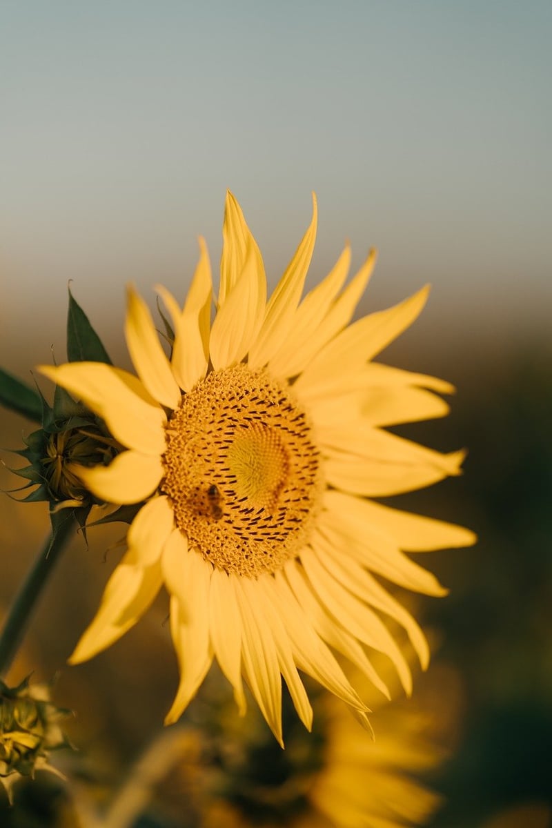 Sunlight and Plant Growth